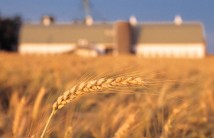 Leave Sheaves Behind and Be Rewarded